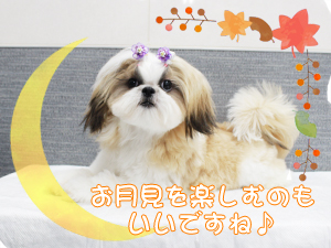 今日は十五夜です☆☆☆